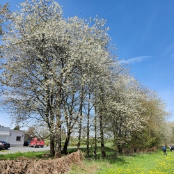 Agroforesterie