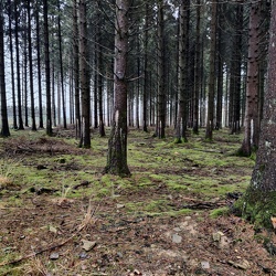 Foret