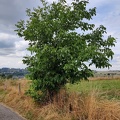 Noyer rue-des-broux Sprimont 01-08-2022 01