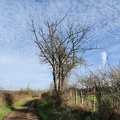 Merisier Sprimont 23-03-2024 01
