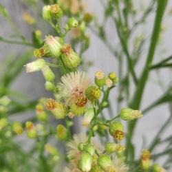 Botanique