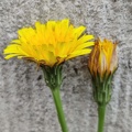 Hypochaeris radicata Quai des Ardennes Liege 04-07-2024 05