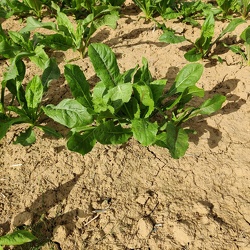 Agriculture