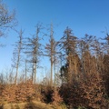 Melezes Hamoir 06-03-2025 02