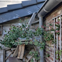 Mon Jardin